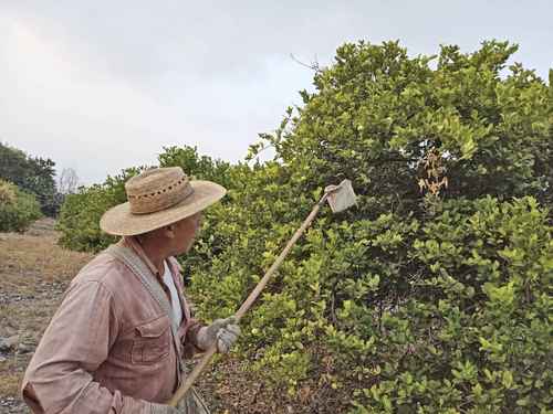 Producción de limón en Buenavista